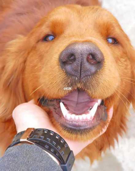 乌狗树价格多少钱一斤 乌天狗的介绍