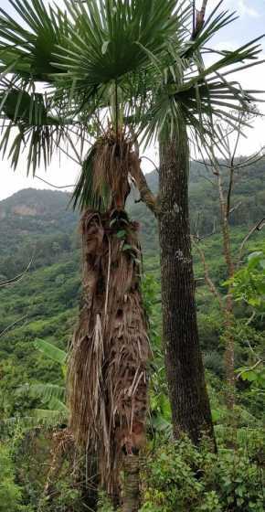 懂棕树吃了有什么作用 农村常见的棕树花能不能吃呢有什么功效和作用