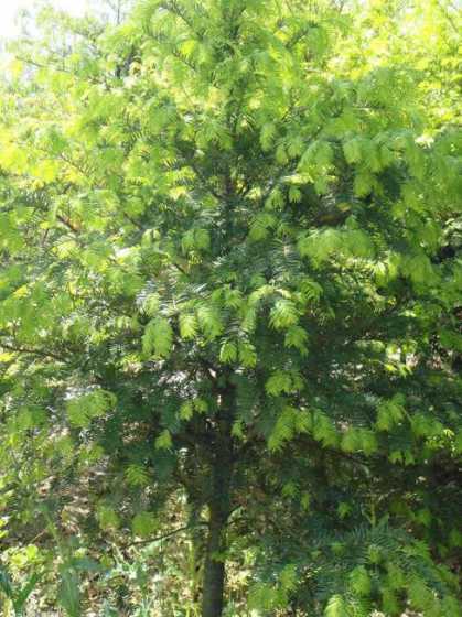 红豆杉那个树是怎么样 如何区分红豆杉母树公树