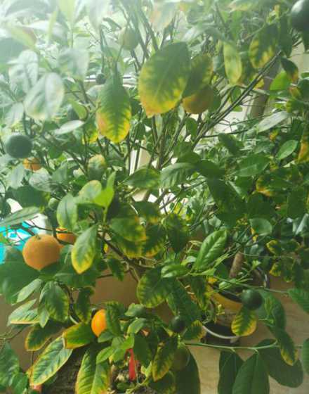 为什么盆栽桔子掉叶子 橘子树为什么落叶