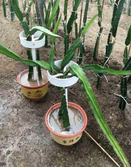大棵火龙果怎么样换盆 在阳台种火龙果,如何用种子繁殖幼苗期该怎么换盆