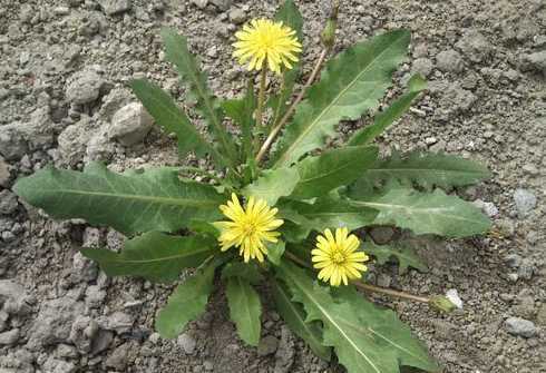 蒲公英属于什么属植株 蒲公英属于被子植物,植株矮小是因为