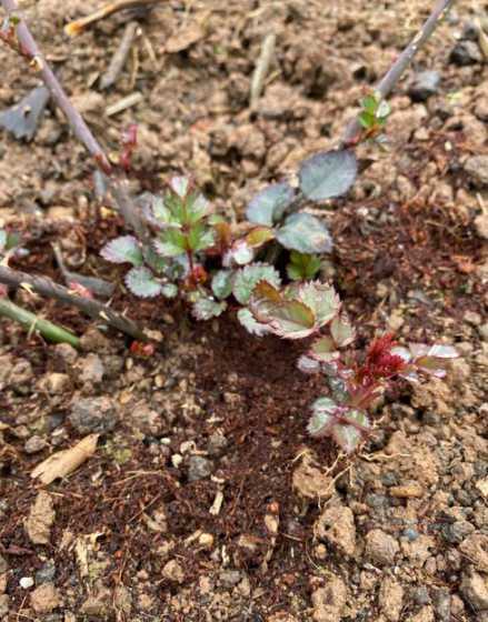 如何促进花卉萌芽和分化 如何把栀子花主干养粗壮