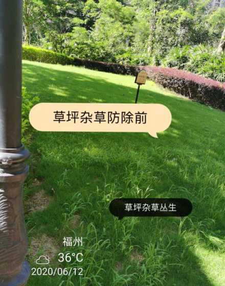 种植草坪如何防止杂草 草坪种子播种时,怎样才能防止杂草生长