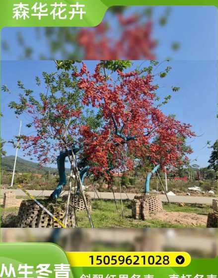 红果冬青大树如何移植 冬青的繁殖和管理