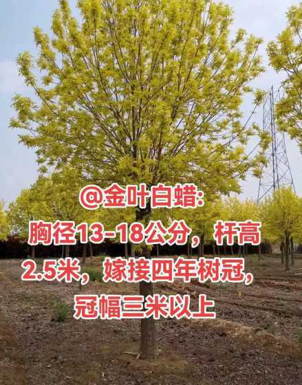 白蜡如何嫁接金叶白蜡 金叶白蜡怎么样