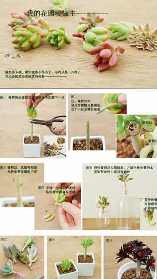 多肉幼苗怎么种植步骤 新买的多肉怎么上盆步骤