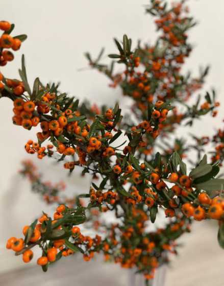 沙棘盆栽冬天怎么过冬 沙棘苗适合在东北盆栽吗