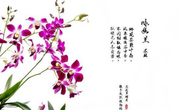 兰花蕴含的意义是什么 兰花蕴含了什么人生哲理