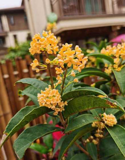桂花旁边种什么花好看 种植桂花树下什么种好呢