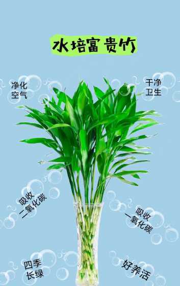 水养富贵竹冬天怎么养 富贵竹冬天怎么水养