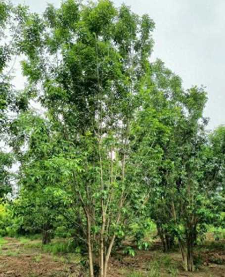 种白蜡一颗一年多少钱 现在种植白蜡树前景如何