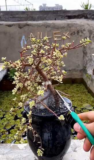 雅乐之舞繁殖用什么土 雅乐之舞的养殖方法