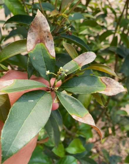 桂花树叶子为什么朝下 桂花树掉叶子怎么回事