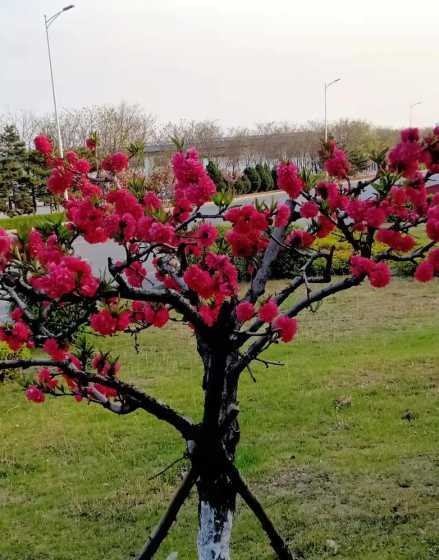 碧桃树种什么季节种植 桃树什么时候种最好 桃树几时种最好