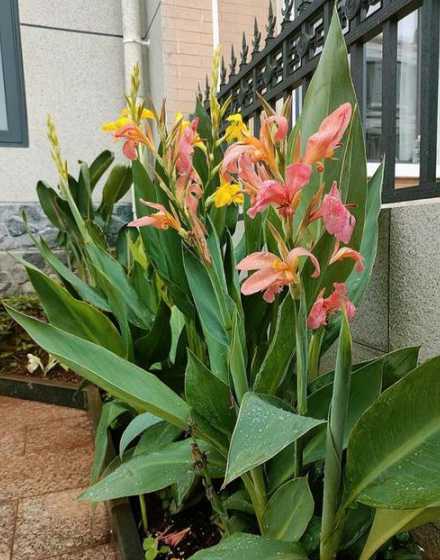 美人蕉根茎多少钱一斤 请问哪里在收芭蕉芋粉,多少钱一斤