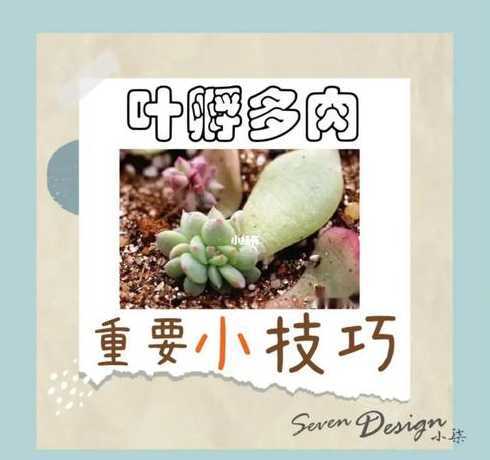 怎么样让肉肉快速生长 怎样才能让自己快速长胖点
