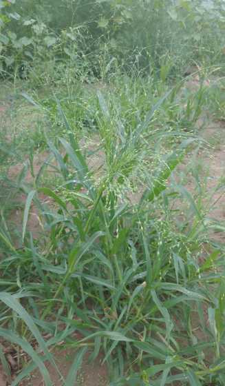 谷糠可以种值什么植物 这是什么植物