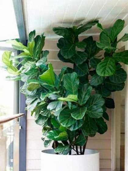 房间灰尘多用什么绿植 什么植物可以吸甲醛