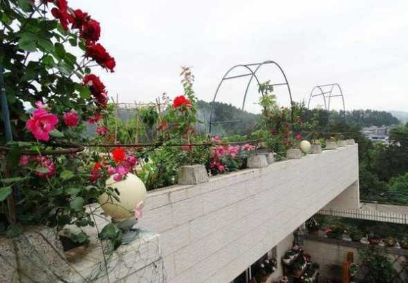 顶楼露台养什么植物好 适合顶楼露台种的竹子