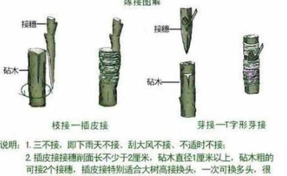 嫁接花草树木怎么嫁接法 树木怎么接穗