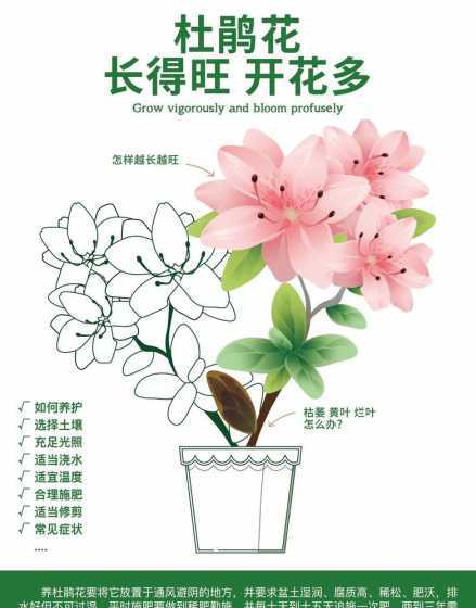 怎么样才能养好杜鹃花 土壤栽培的杜鹃花怎么才能养好