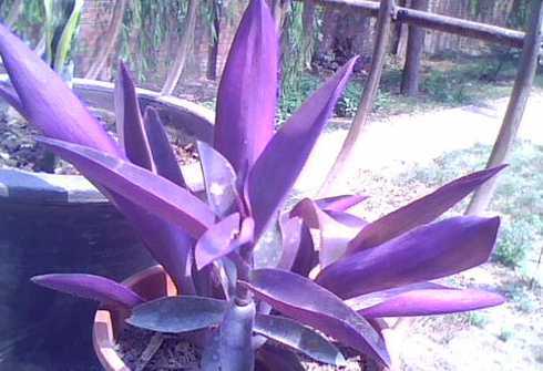 马路上紫色盆栽叫什么 这是什么树开紫花