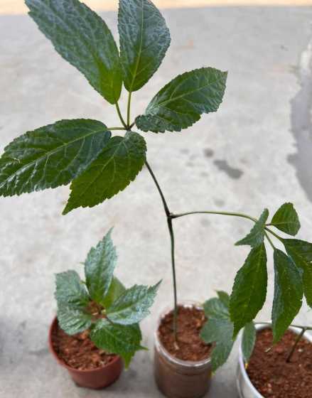 三七的树苗是什么样子 儿时的植树节,你们都是怎么度过的
