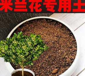 北方养殖米兰用什么土 米兰花的养殖土壤用什么土