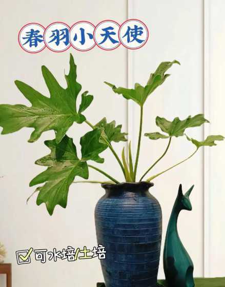 观叶植物怎么清洁叶子 养的植物叶子又脏灰尘又多怎么办