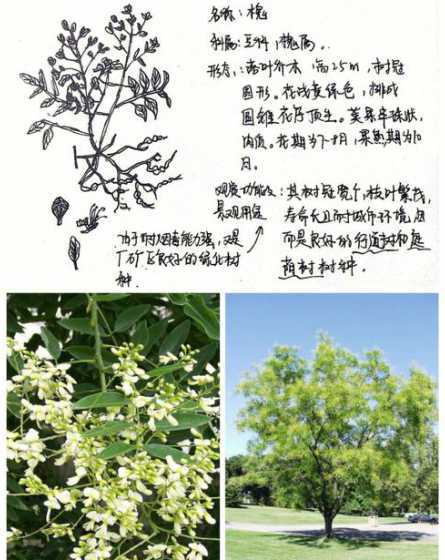 北方槐对的南方什么树 北方硬木树种有哪些