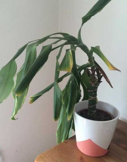 盆栽浇水过多怎么挽救 发财树水浇多了怎么办,应该怎么挽救回来