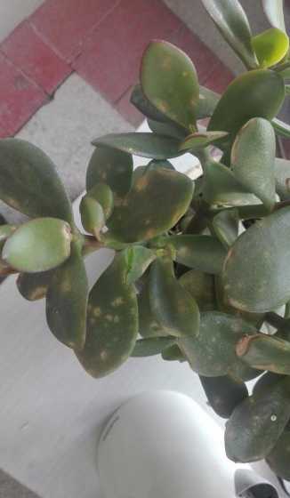 玉树叶子发黄怎么回事 玉树叶片发黄原因和处理方法