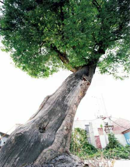 皂角树的价格现在如何 香皂这个名词的来历