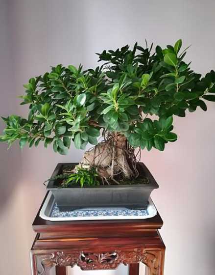 盆景榕树冬天怎么过冬 榕树盆景冬天怎么养