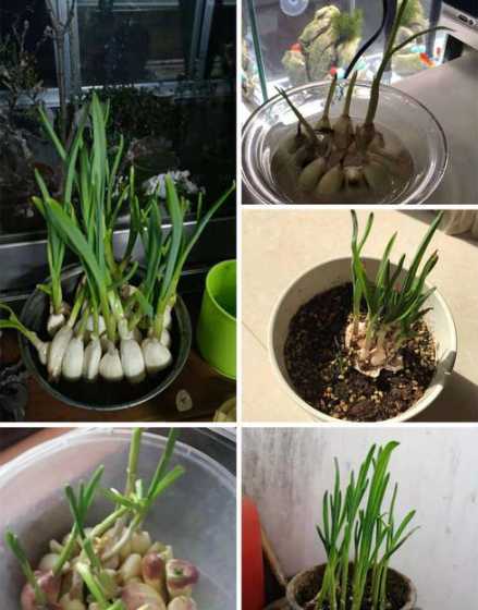 盆栽蒜苗用什么蒜合适 种蒜苗最好用什么土壤是壤土还是黏土还是沙质土