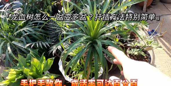 龙须铁怎么繁殖的过程 龙须树怎么扦插的视频