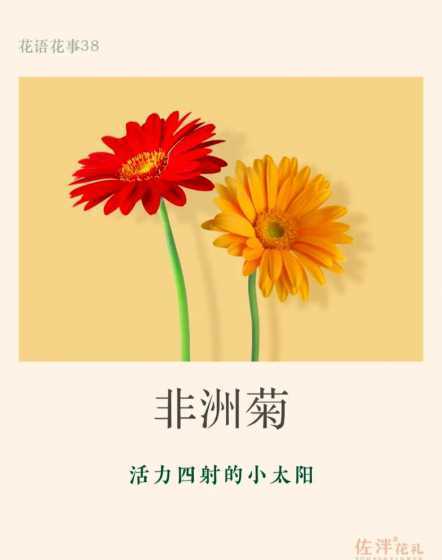 非洲菊为什么叫猩猩菊 非洲菊会随着太阳转吗