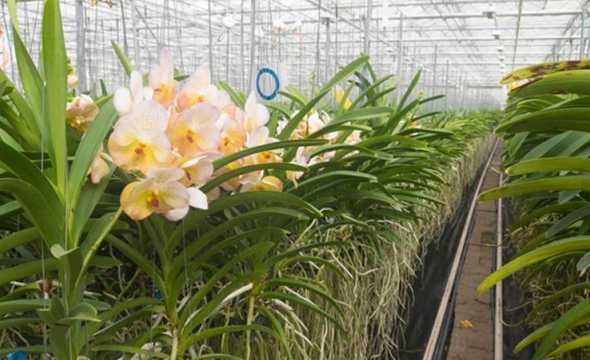兰花用什么种植长得好 种兰花用什么植料