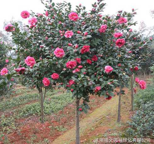 20公分茶花树多少钱 山茶花多少钱一株