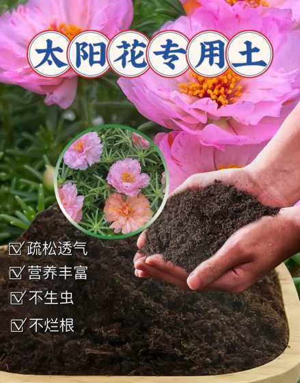 太阳花用什么土最合适 太阳花用什么土种植最好