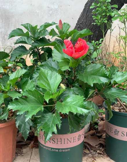 盆栽朱槿花夏季怎么养 朱槿花怎么养