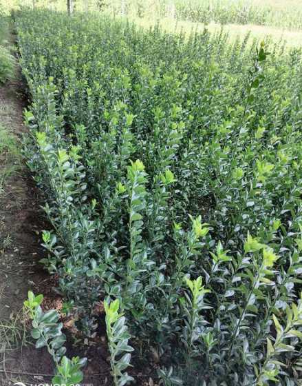 贵州种冬青苗什么季节 冬青树苗什么时移栽好