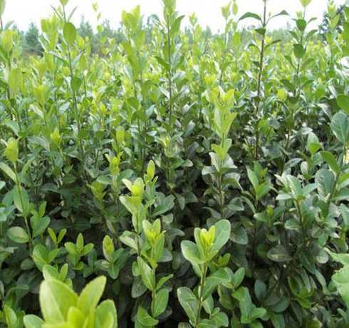 2米高绿篱用什么植物 南方绿篱常用植物