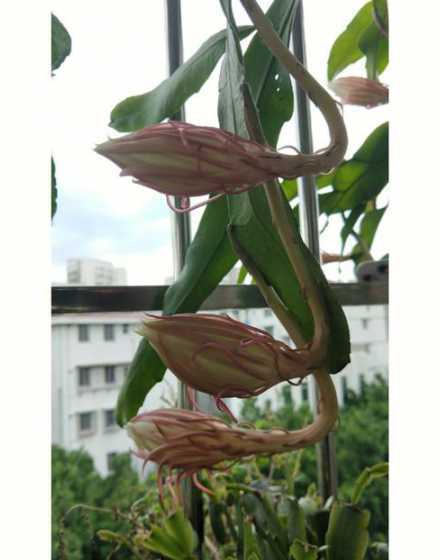 昙花怎么开什么时候开 昙花什么时候开怎么开
