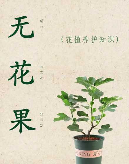 无花果为什么是聚花果 无花果为什么叫无花果