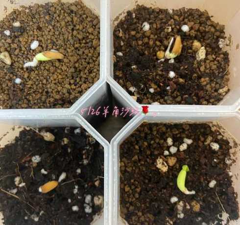 沙漠玫瑰的种子怎么种 沙漠玫瑰种子怎么种植