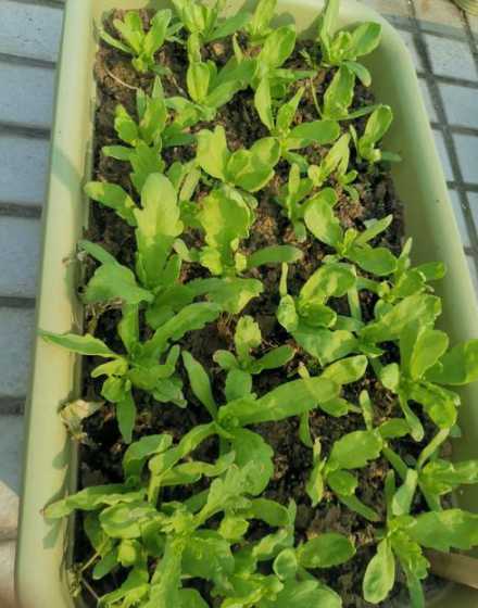 大叶栒子什么时候移栽 柳叶栒子大叶变种形态特征