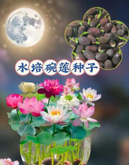 养的莲花为什么要换水 养水莲花没发芽需要换水吗