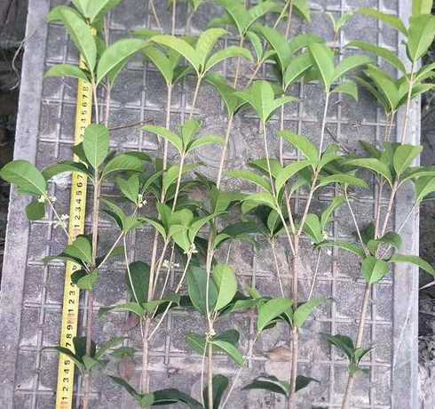 四季桂树苗多少钱一棵 四季桂价格多少钱一棵四季桂种植方法有哪些